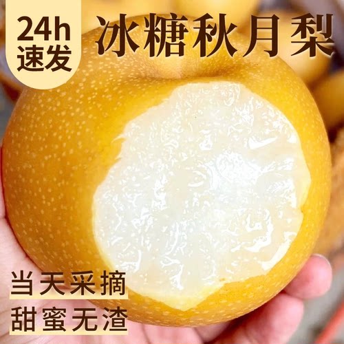 正宗秋月梨新鲜冰糖梨莱阳梨子新鲜水果当季黄花水丰梨砀山秋月梨