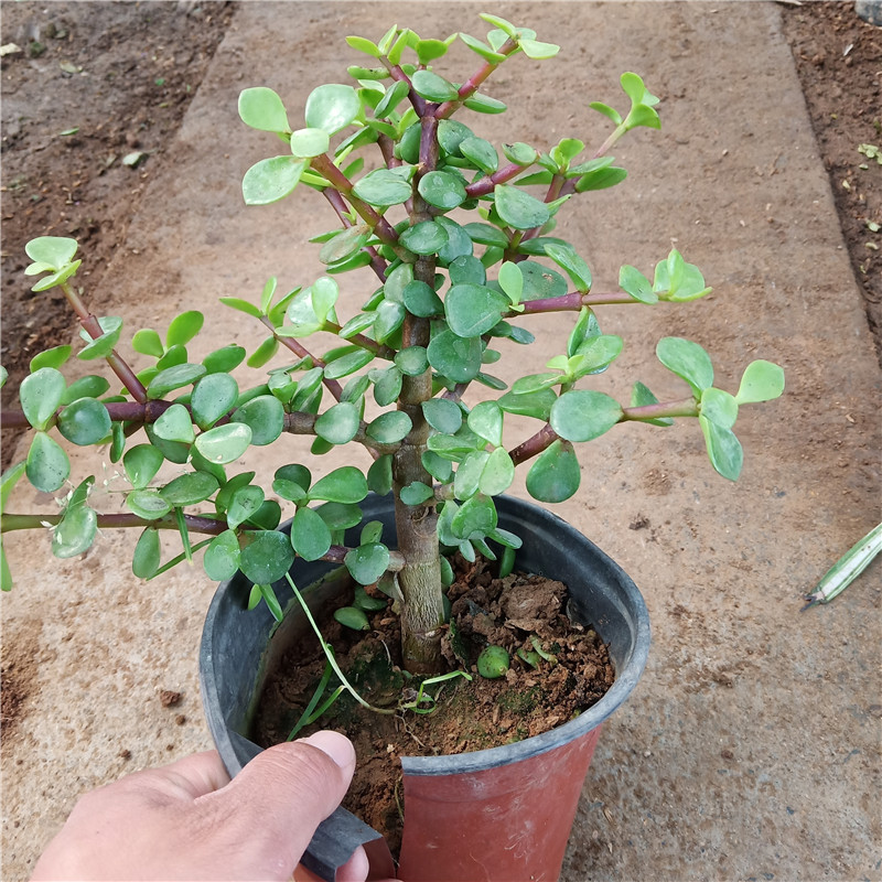 h金枝玉叶 多肉 老桩盆栽 防辐射 室内办公室绿色X植物净化空气