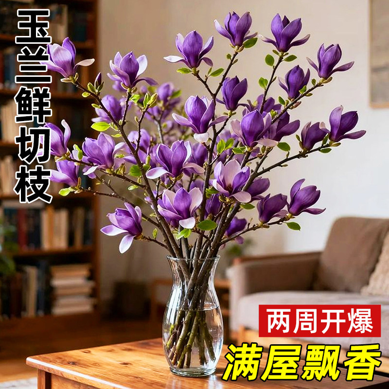 带花苞玉兰花水培鲜切花玉兰鲜枝真花过年花束盆栽客厅摆件年宵花,鲜花速递/花卉仿真/绿植园艺,绿植,淘宝优惠券,粉丝福利购,淘宝优惠卷