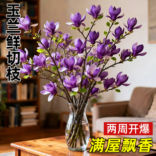 带花苞玉兰花水培鲜切花玉兰鲜枝真花过年花束盆栽客厅摆件年宵花