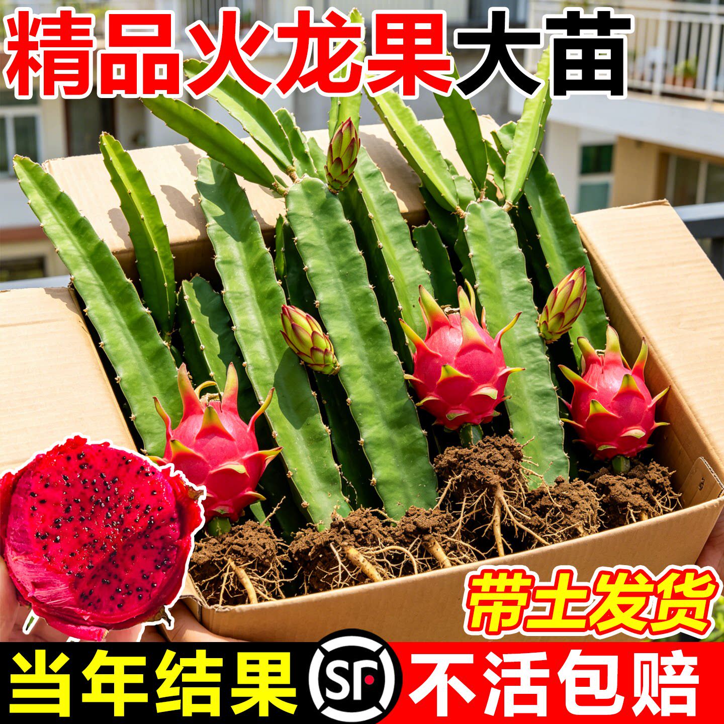 红心火龙果白心盆栽南方北方四季种植水果树苗当年结果阳台庭院