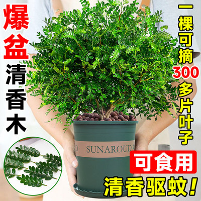 正宗清香木胡椒木盆栽驱蚊绿植
