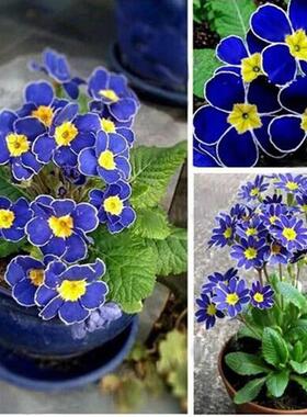 100pcs Rare Blue Evening Primrose Flower Seeds Primula Malac