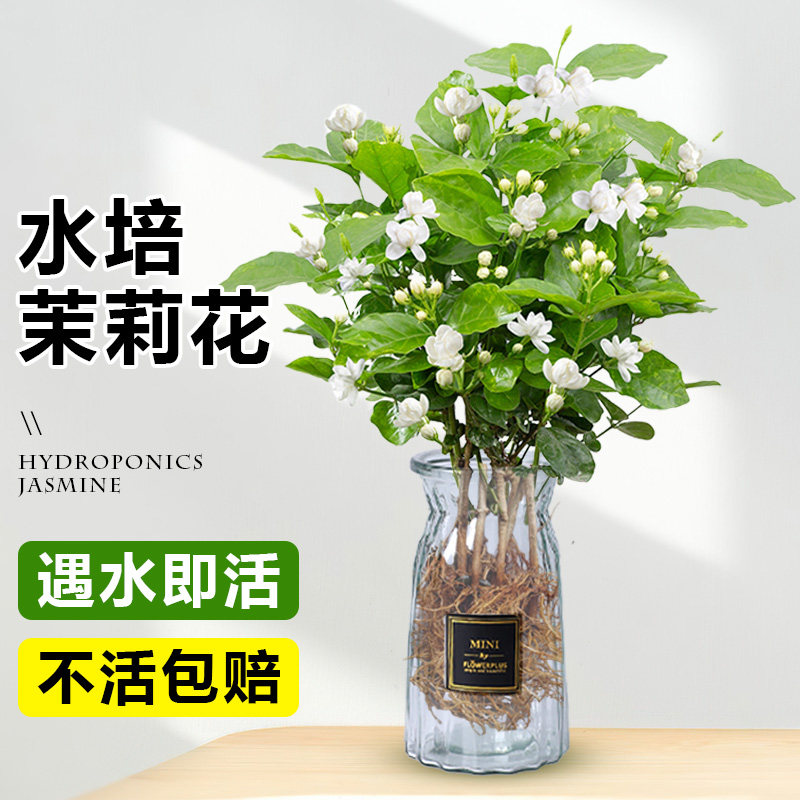 速发茉养花水培植物盆内办公室栽桌面好养懒人绿植九里莉花卉
