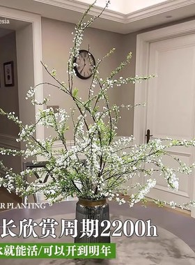 速发雪柳鲜干枝老水养带花苞花盆栽水培植物枝条室内绿植枝桩花卉