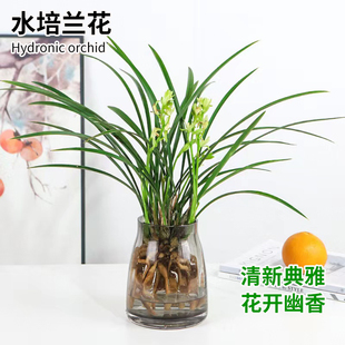 速发物花苗盆国带花苞水培植兰建兰好养兰草浓香型绿植耐寒栽兰花