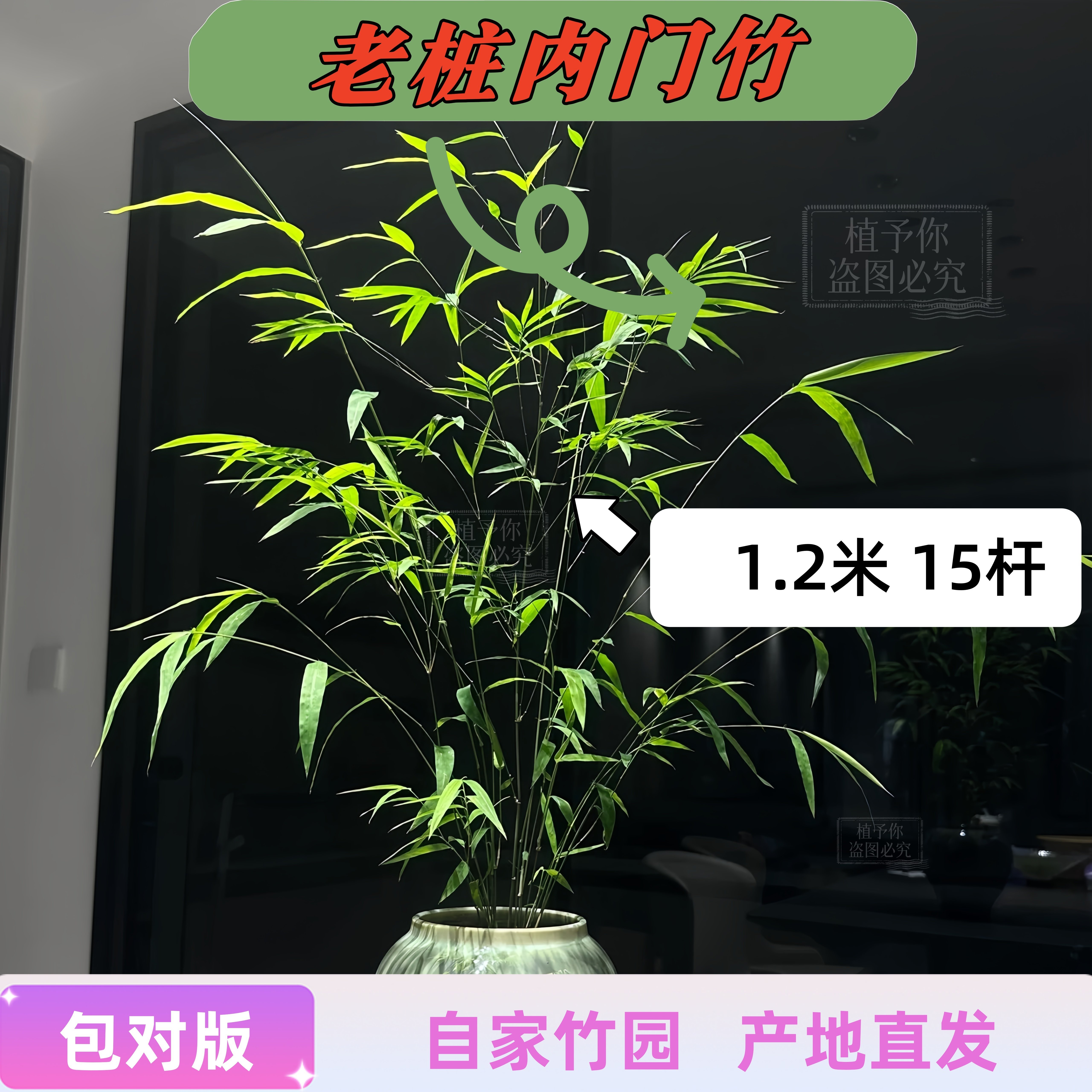 正宗内门竹盆栽老桩台湾内门竹子