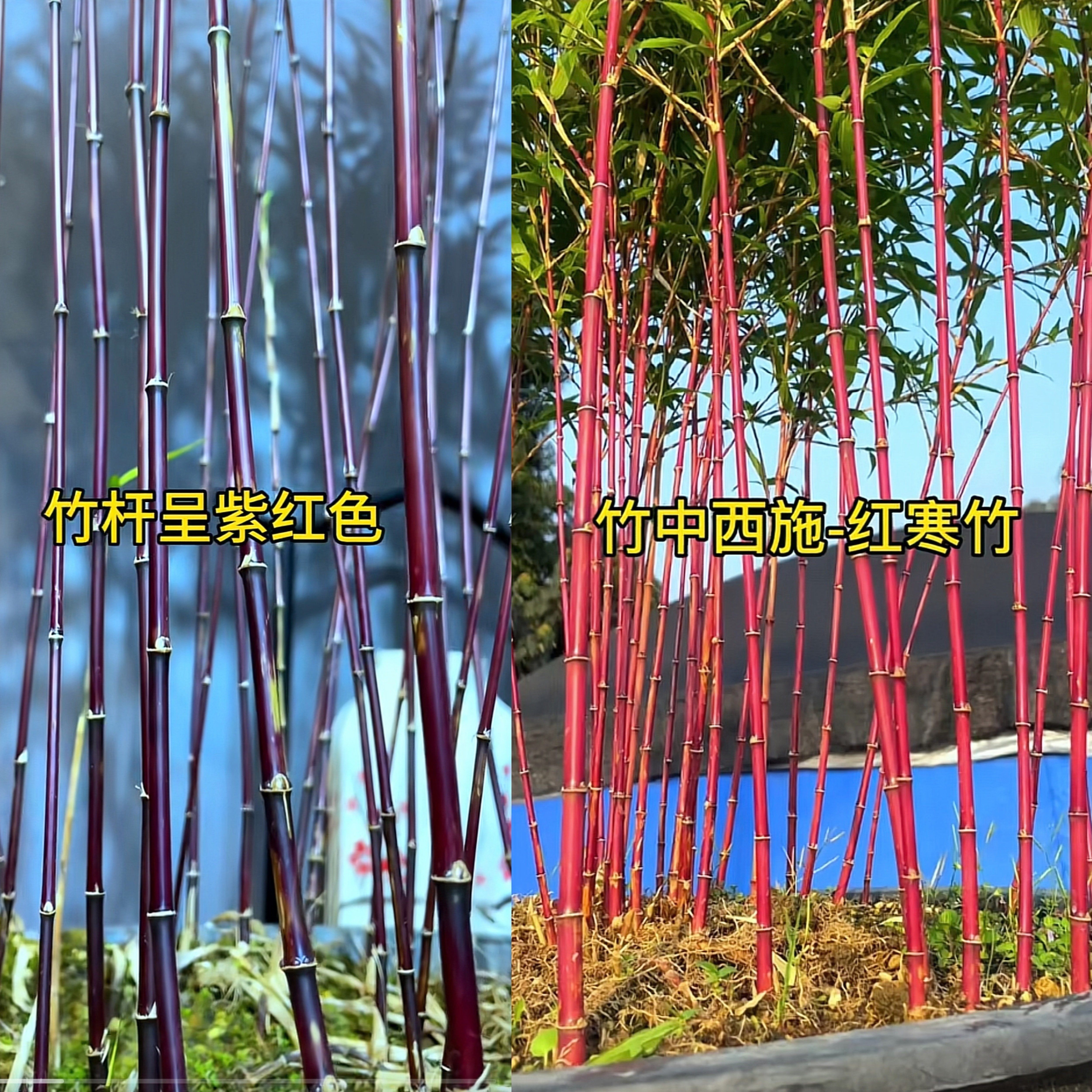 正宗日本红寒竹紫寒竹