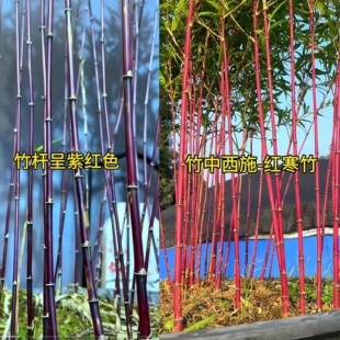 红寒竹紫寒竹子老桩红竹朱竹水培飘枝朱竹苗红寒杆根盆栽绿植盆景