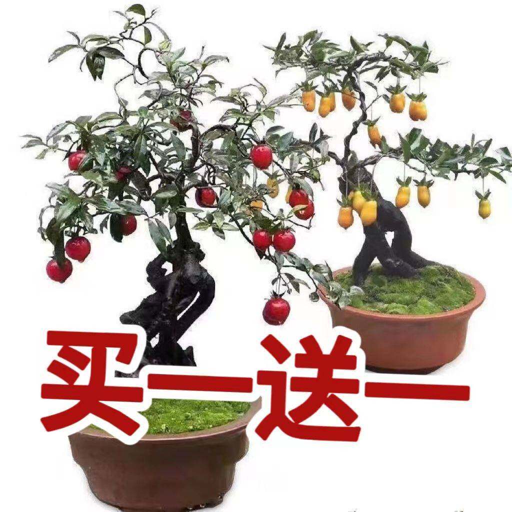 四川精品扦插金弹子盆景母树买一送一 公母可选 包对版 四川小叶
