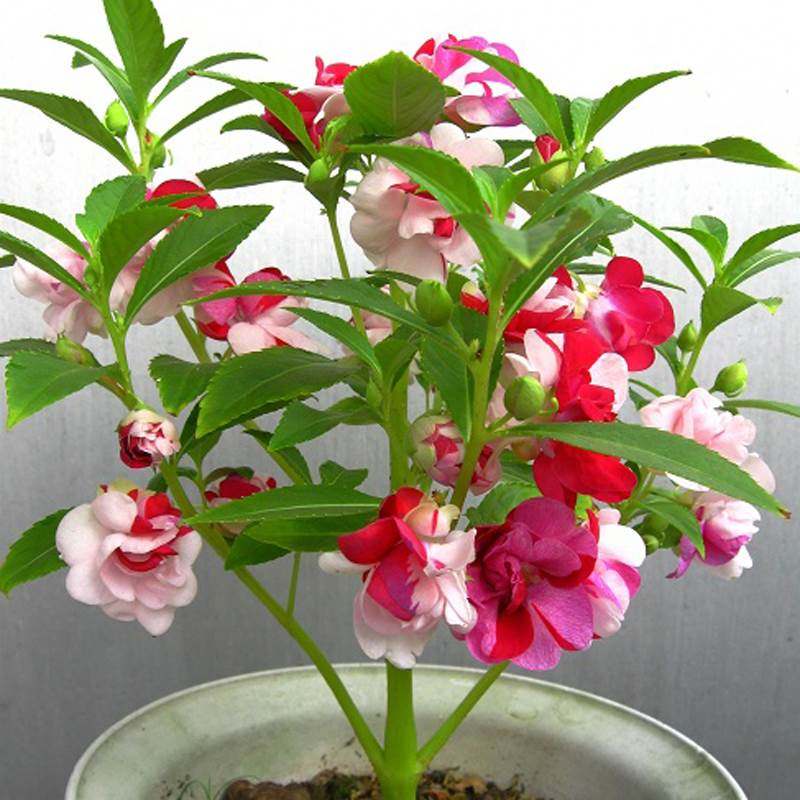 凤仙花怎么种,凤仙花怎么种成长_文秘苑图库