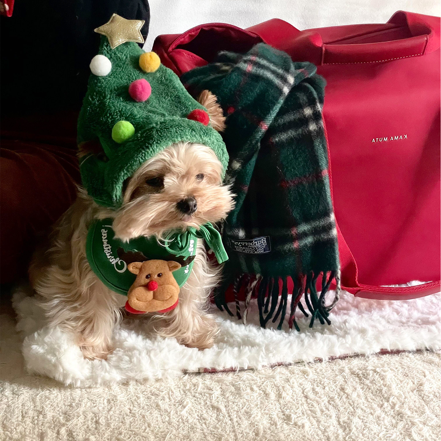 狗狗圣诞节帽子围脖两件套可漏耳朵卡通头套麋鹿口水巾2025年新款