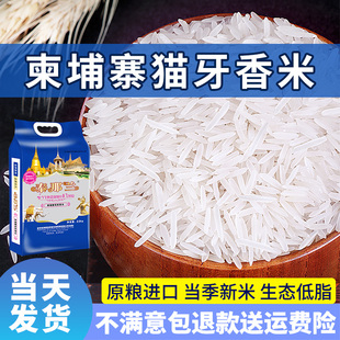超长粒香猫牙大米2025年新米正宗柬埔寨茉莉香米丝苗米炒饭专用米