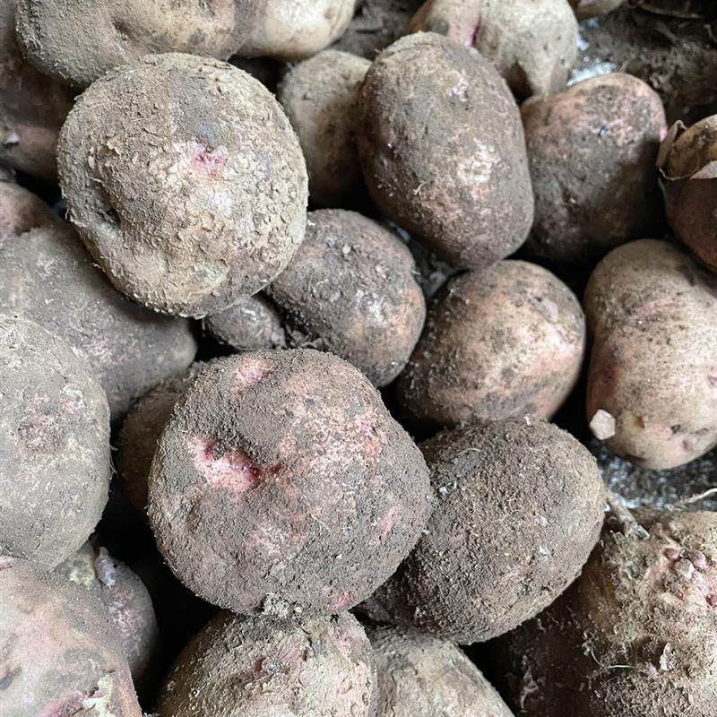 新品云南东川特产开花洋芋粉面沙糯李子沟开花洋芋土豆中大果或干