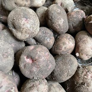 新品云南东川特产开花洋芋粉面沙糯李子沟开花洋芋土豆中大果或干