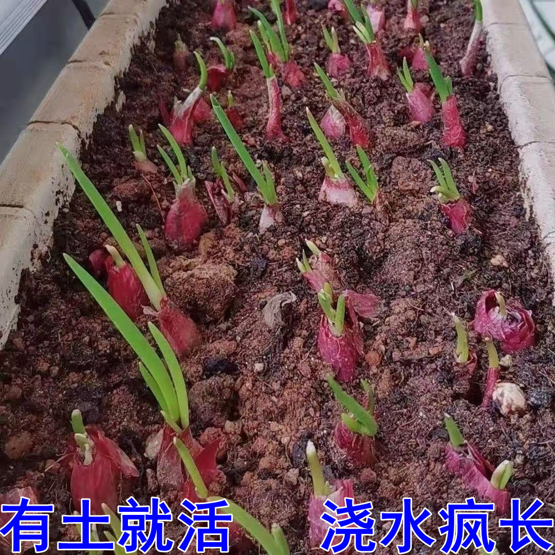 四川正宗红葱头种火葱头铁葱新鲜四季小香葱盆栽阳台红皮多茬采收