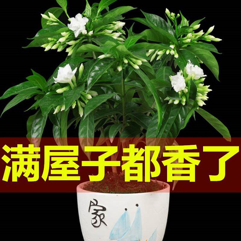 速发丁栽养盆香花卉室内花绿植台四季常青开花不断芳香花好花活植