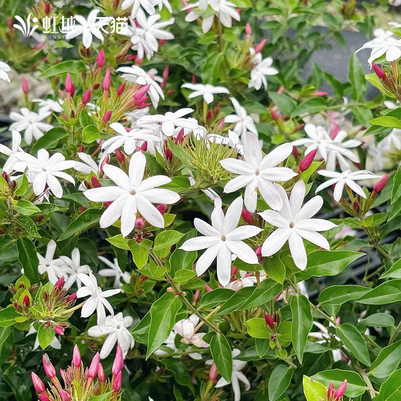 现货速发花彩素馨茉莉花盆栽花苗台多年生藤本爬藤庭院花卉绿植物