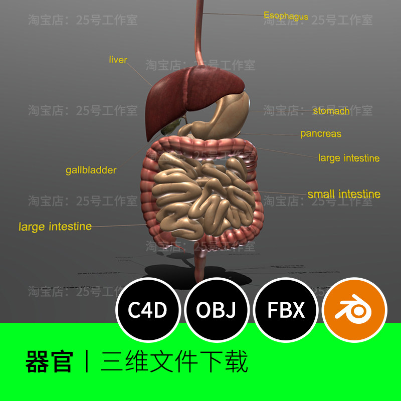 消化系统人体解剖器官肝脏大肠小肠胃OBJ食道3D模型建模素材1495