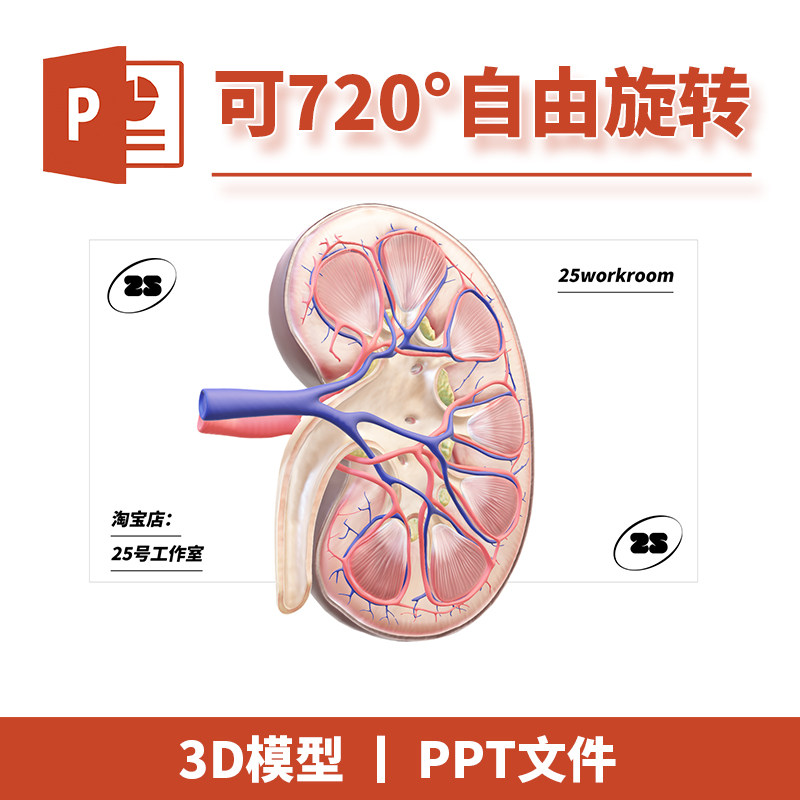 PPT文档生物医学解剖3D模型模板初中教学教材课件肾泌尿高中素材2