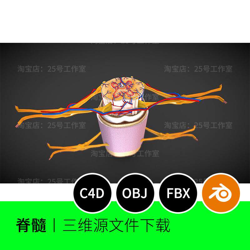 3D模型blender建模C4D素材OBJ文件脊髓医学医疗解剖脊柱椎骨1771 - 实物图