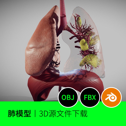 肺叶人体解剖医学模型3D三维文件素材下载呼吸器官blender解剖5