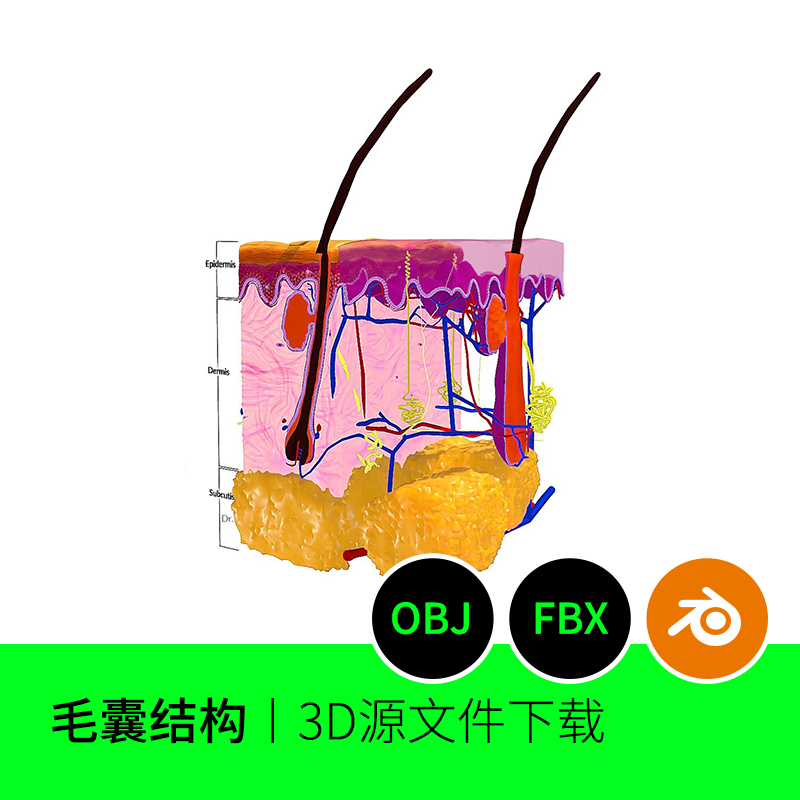 毛发头发毛囊组织结构皮下3D三维模型素材文件下载建模图纸FBX 84