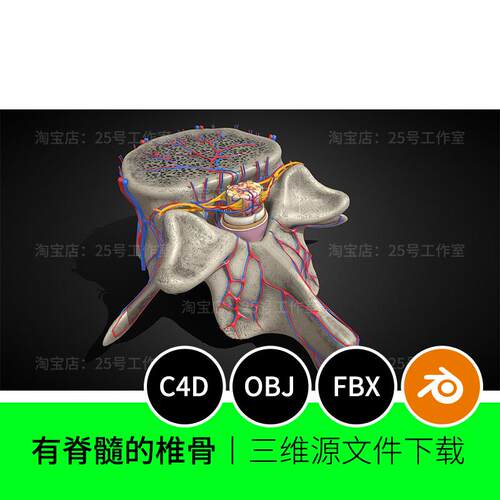 脊髓椎骨解剖医学三维动脉3D模型blender建模C4D素材OBJ文件1804