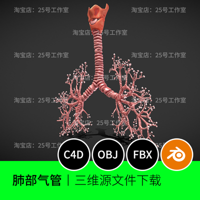 肺部气管肺泡喉咙呼吸支气管3D模型blender建模C4D解剖OBJ 1559
