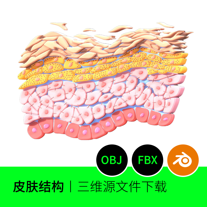 皮肤横截面细胞皮层医学医美美容解剖3D模型建模素材blender 632