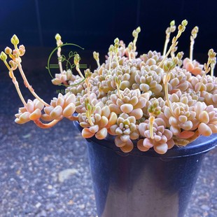 初见多肉花坊 丸叶姬秋丽 多头开花型多肉植物带盆栽好美观易养