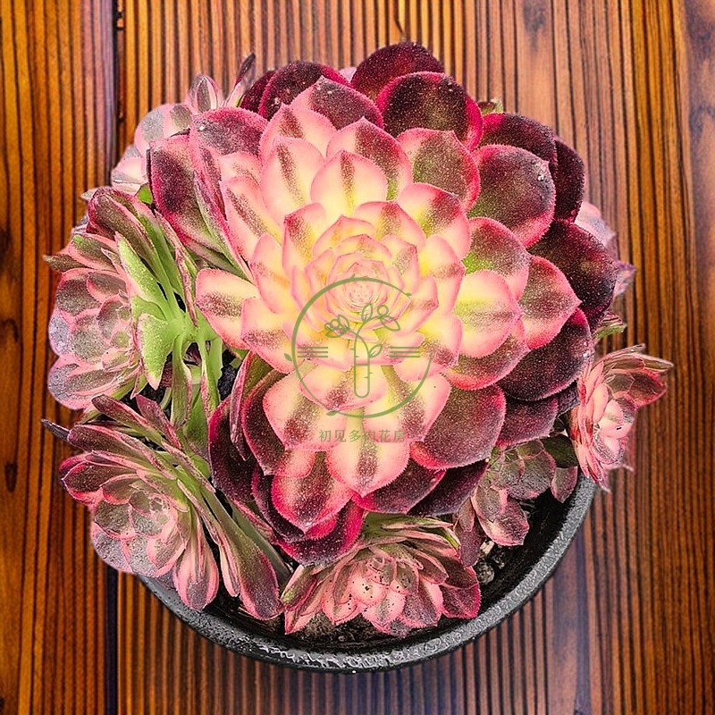 多肉植物 黑魔锦法师带盆栽好美观稀有窗台绿植花卉阳台庭院楼