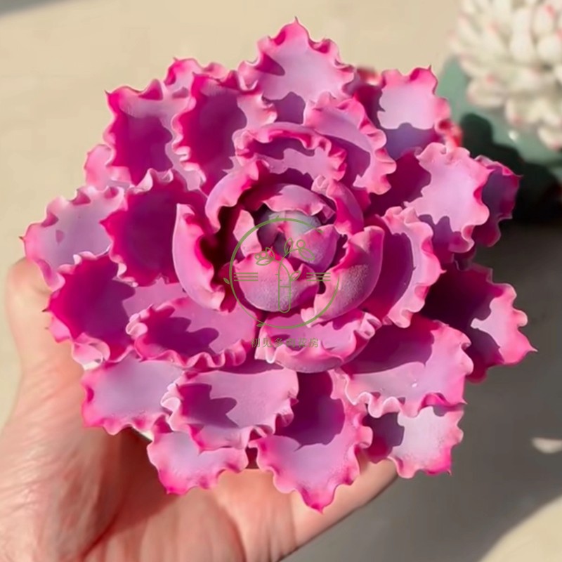 多肉植物 月影精灵晚霞之舞稀有精品花卉盆栽云南基地发阳台庭院