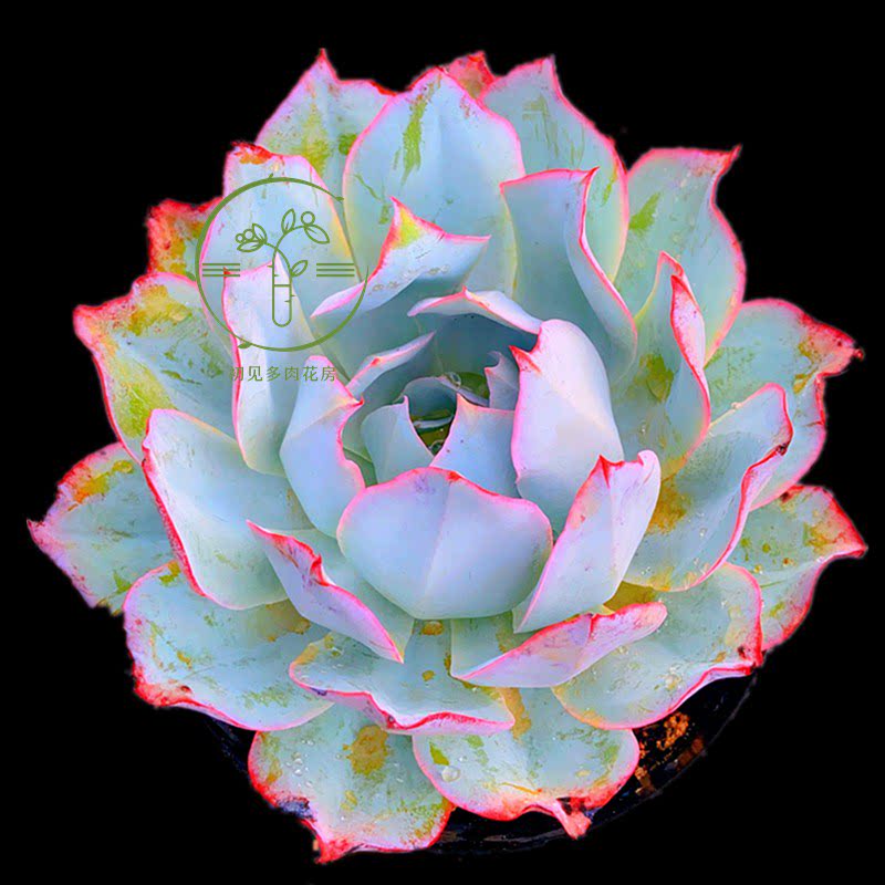 初见多肉花坊散光 广寒宫晚霞三仙盆栽花卉老桩玉露组合阳台庭院