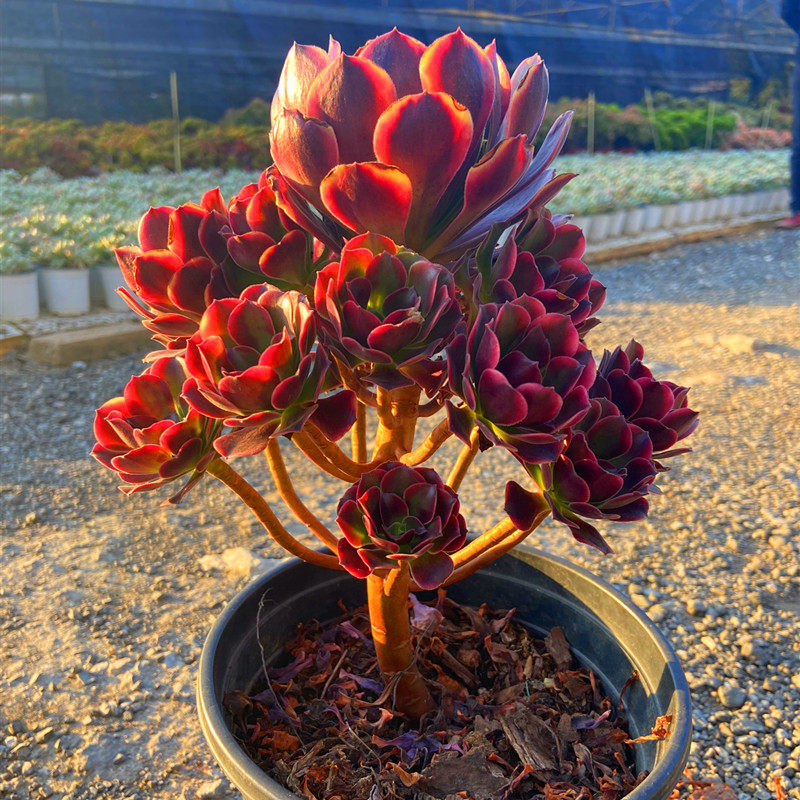 初见多肉花坊 欧佳丽多头老桩稀少贵货阳台庭院精品花卉净化空气