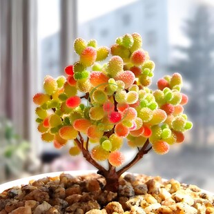 多肉植物 糖球蜜桔枝干番杏盆栽阳台装饰摆件开花易养桌面绿植