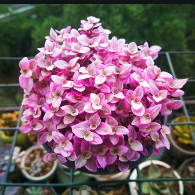 初见多肉花坊 胭脂云群生易爆盆好养殖桌面室内绿植花卉盆栽美观