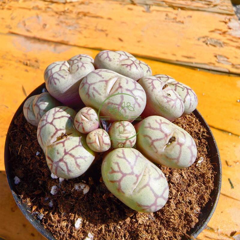 多肉植物 安珍安贞猴脸母本番杏科新手阳台多肉植物肉锥花庭院