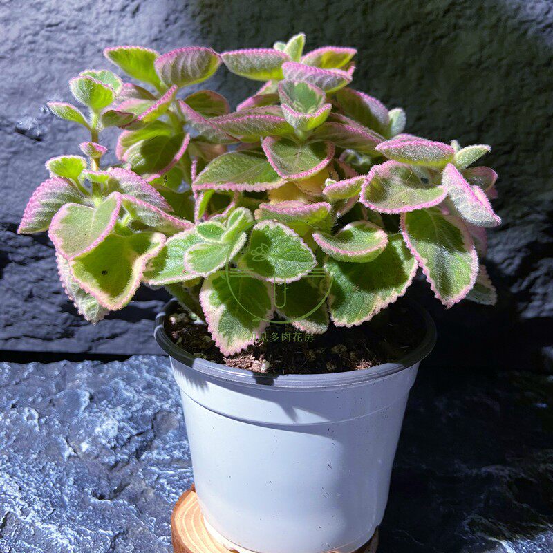 初见多肉花坊  多肉植物碰碰香锦 自然锦稀少品种带香味净化空气