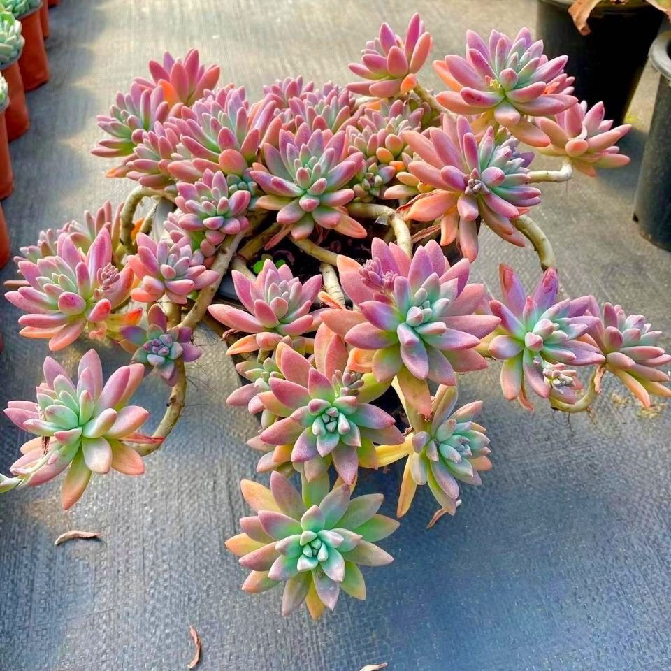 多肉植物 秋丽老桩美人系组合盆栽新手易养桌面装饰绿植花卉阳台