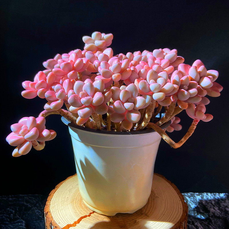 多肉植物 艾伦老桩大盆 多株多头组合超值盆栽净化空气