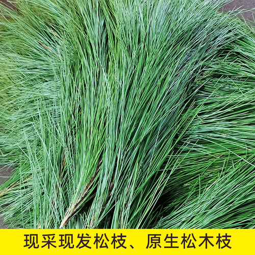 新鲜松枝按平方民宿铺地展台造景