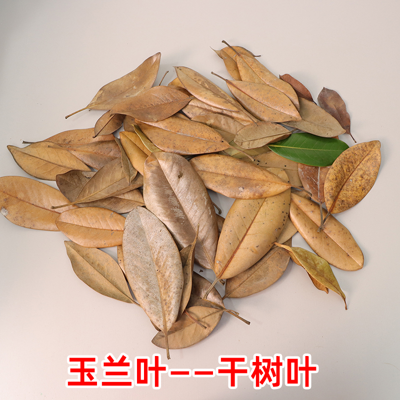 干玉兰叶树枝叶自然落叶干花