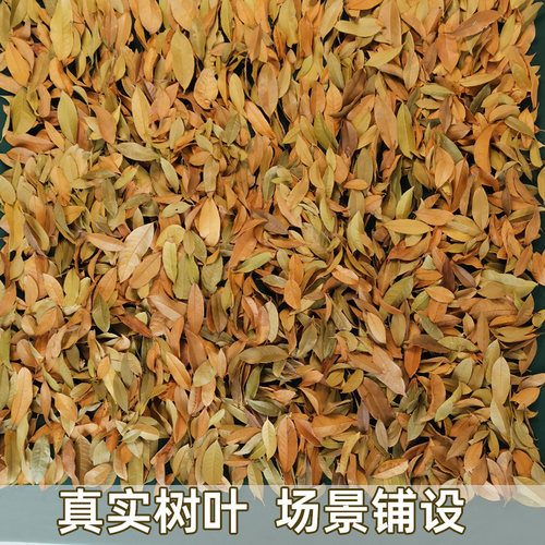 干树叶铺景装饰标本挂画手工识物