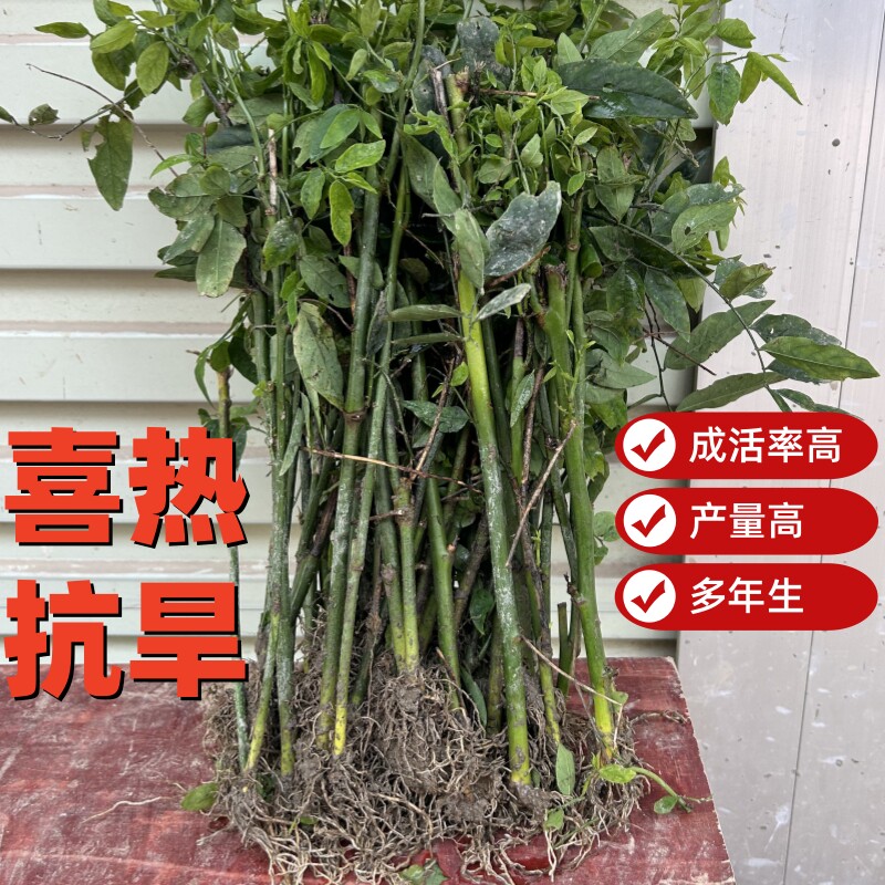 树仔菜苗野菜天绿香苗潮汕树菜篱笆莱树盆室内绿植栽盆景阳台种菜