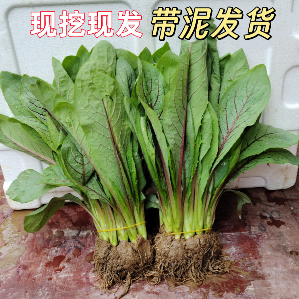 广西特产紫梗红丝麦菜现挖红梗根茎叶甜麦菜阳台庭院种植带泥发货