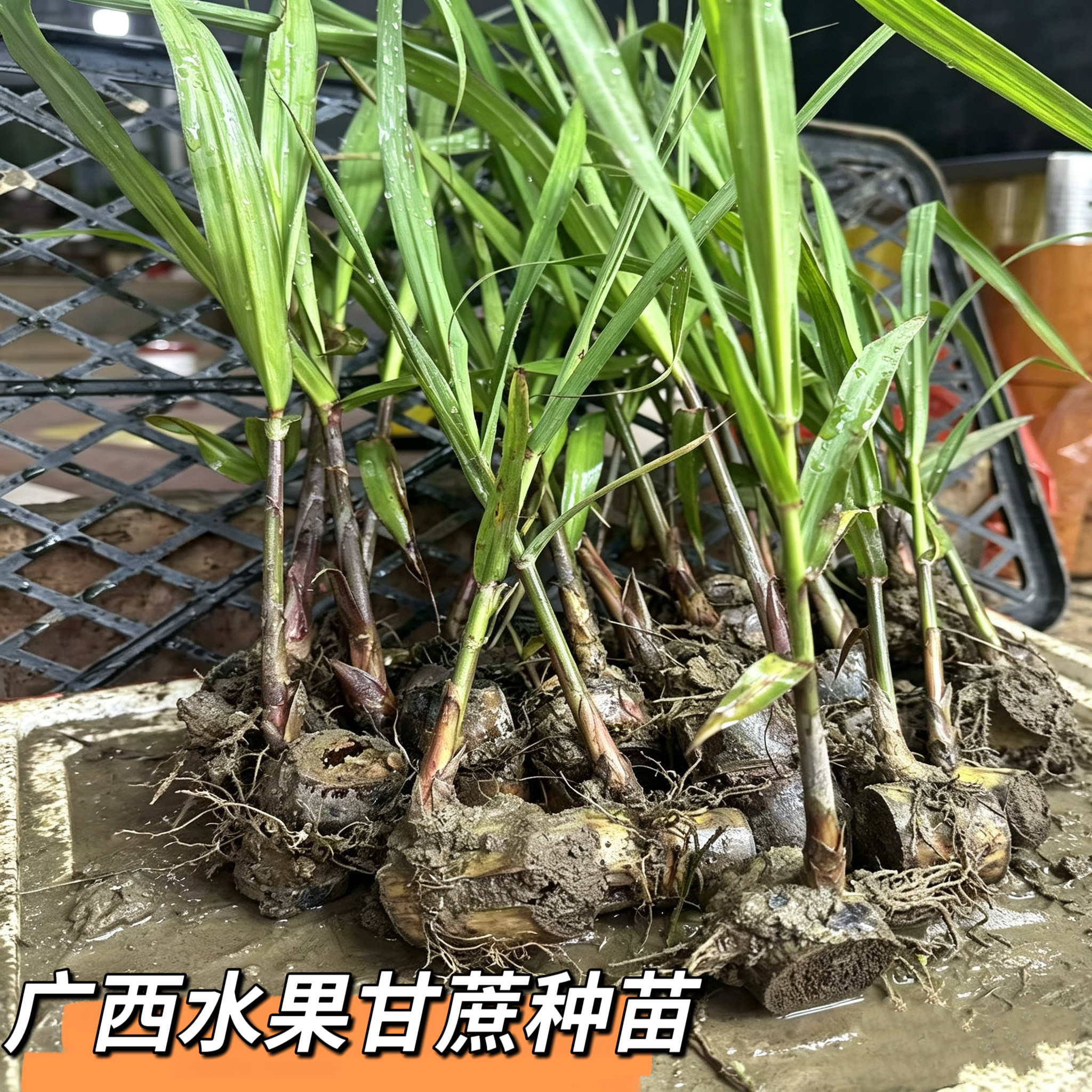广西正宗薄皮黑皮甘蔗种苗盆栽新鲜广西黄皮甘蔗苗种带芽种节南北图片