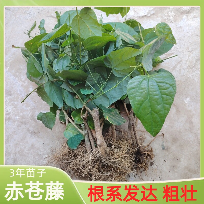 广西赤苍藤苗龙须菜苗赤苍藤野菜姑娘菜苗辣木苗菜酒店特色菜野菜