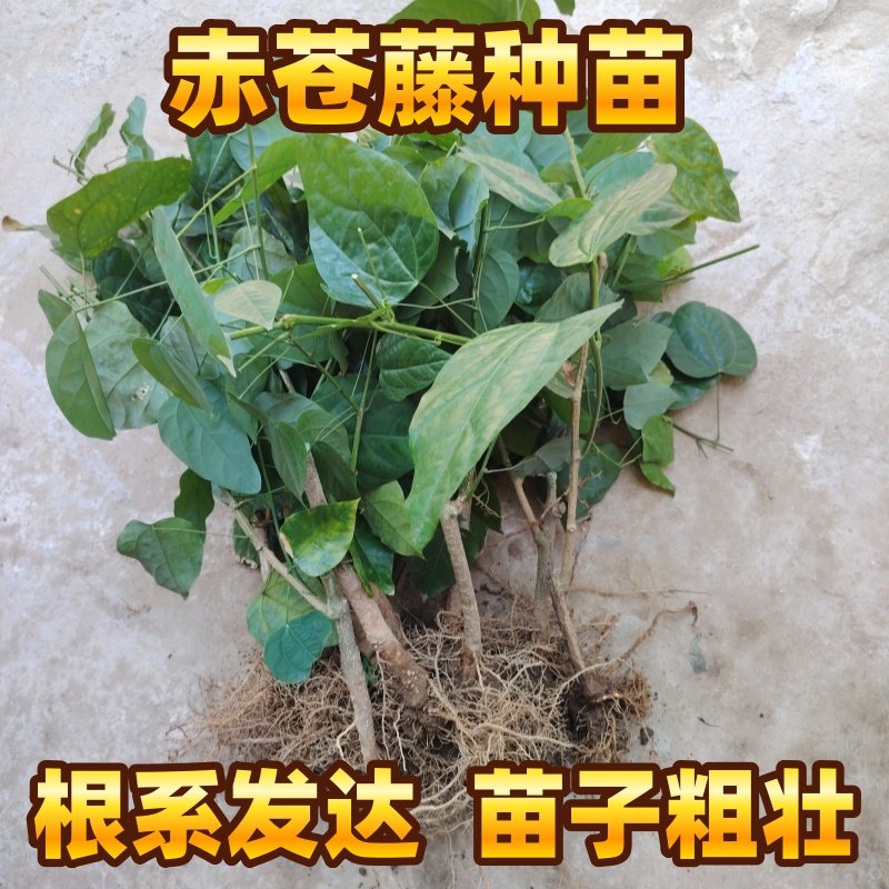广西赤苍藤苗龙须菜苗辣木苗姑娘菜种苗特色酒店野菜新鲜现挖带根
