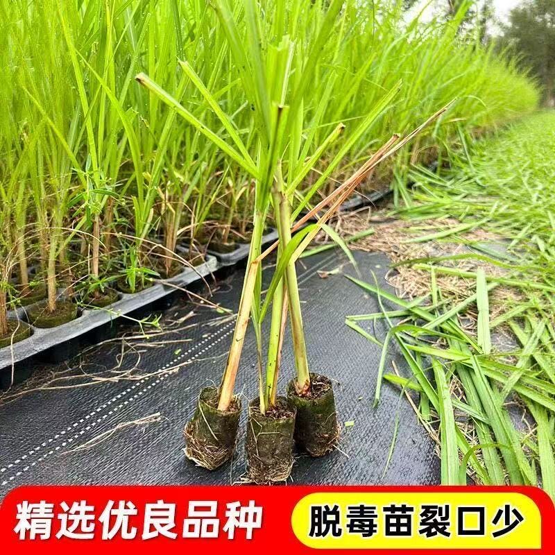 正宗青皮甘蔗脱毒组培苗优质种苗南北方种植高产薄皮果甘蔗脆甜图片